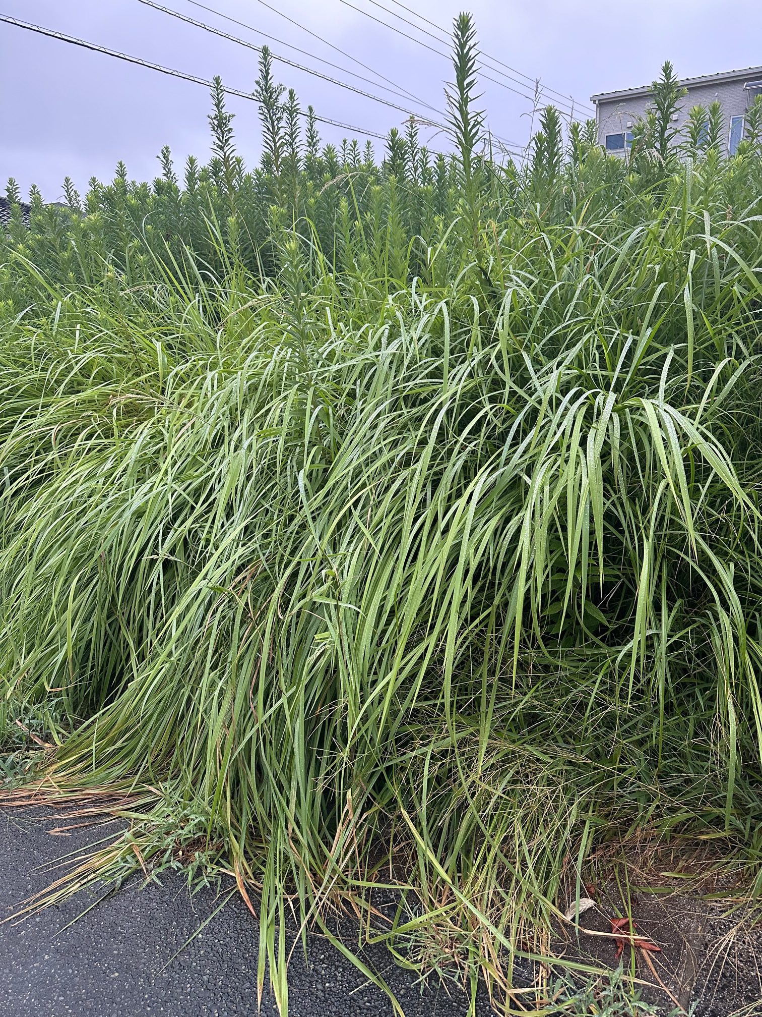 あまりに多い植栽管理の問題