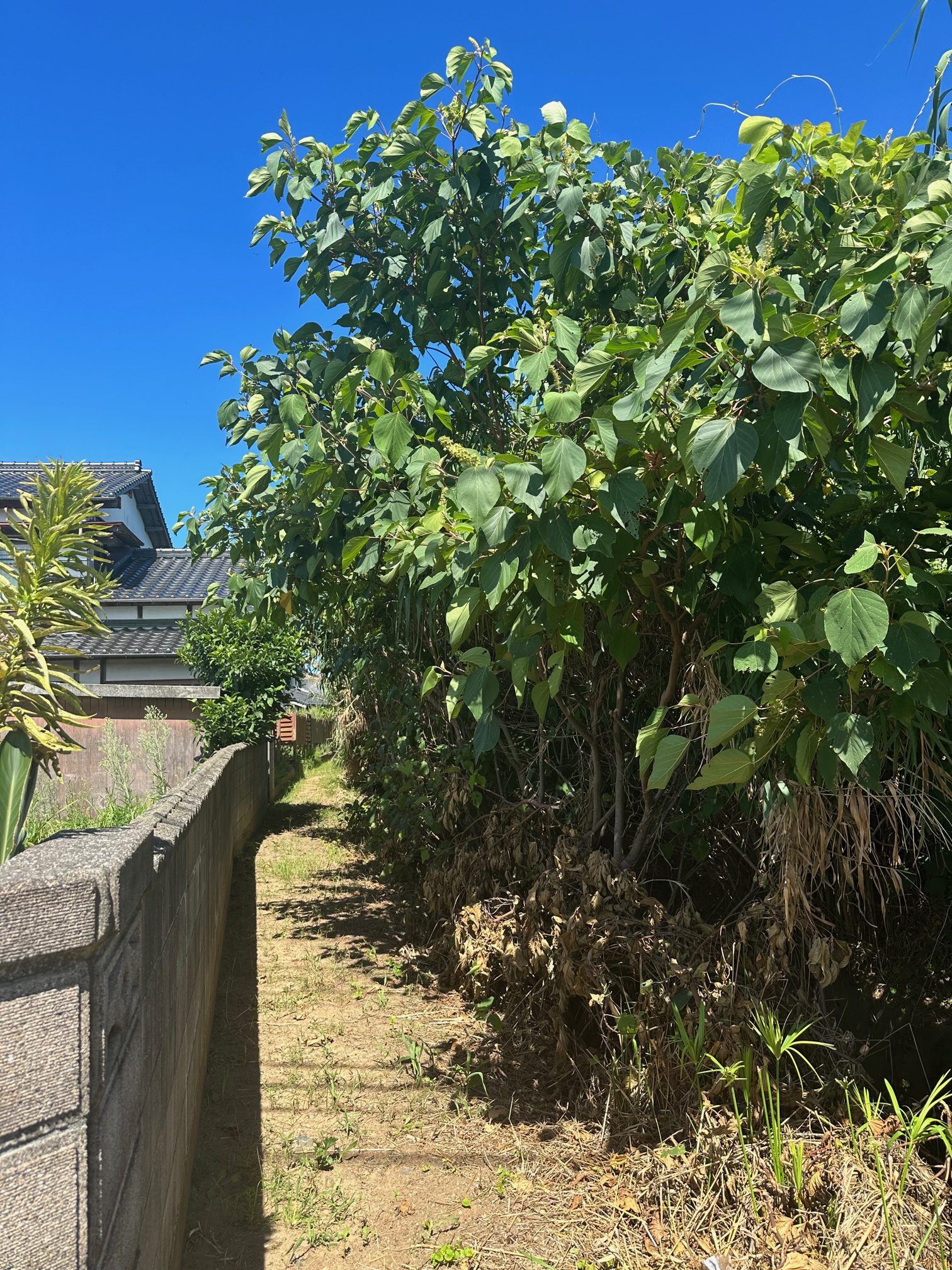 増える、草刈り問題